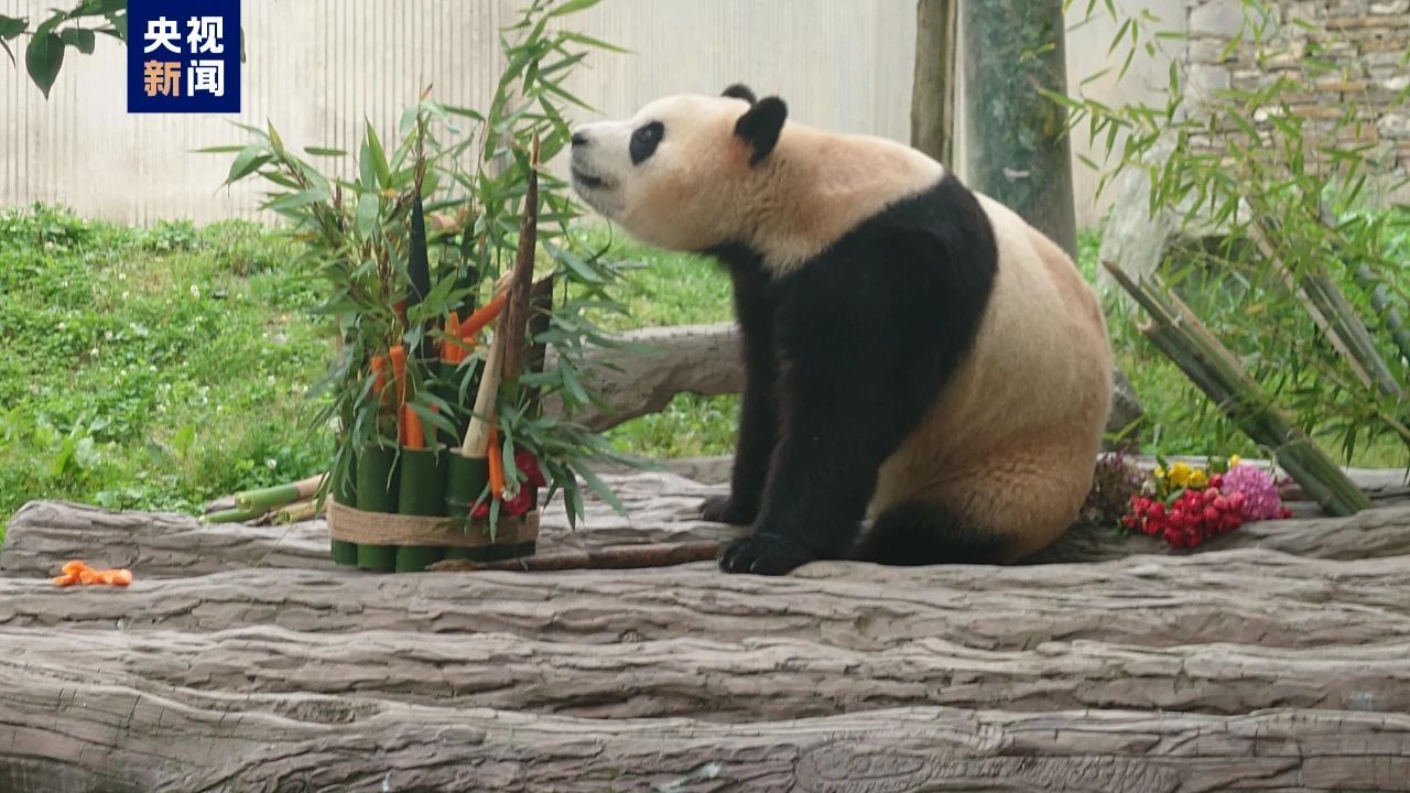 大熊猫福宝状况异常的深度探究与观察