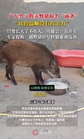 男子暂时收养野猪蹭食事件，探索人与自然的和谐共处之道