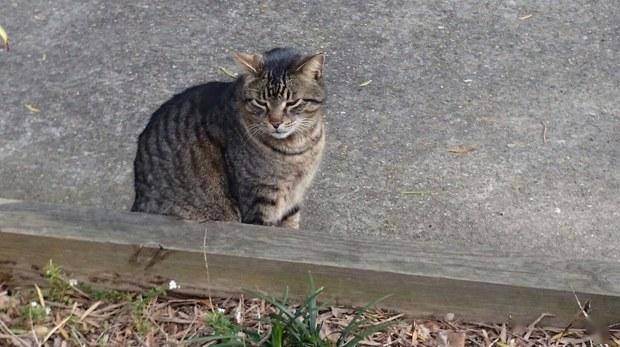 乌男子逃兵役用猫暖身奇迹存活