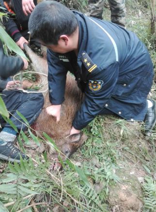 XXXX月XX日XX省XX市饭馆惊险一幕，野猪冲进食馆被食客制服