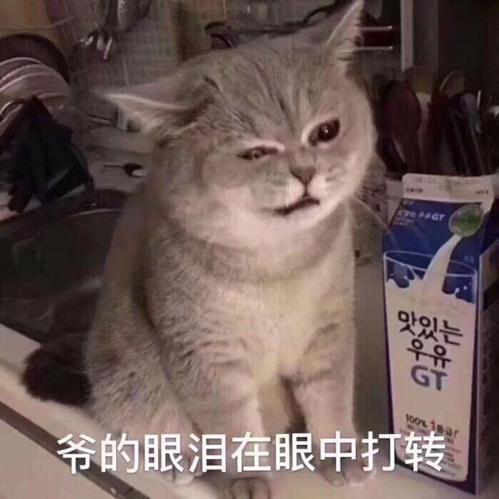 猫咪长了一张人脸表情包