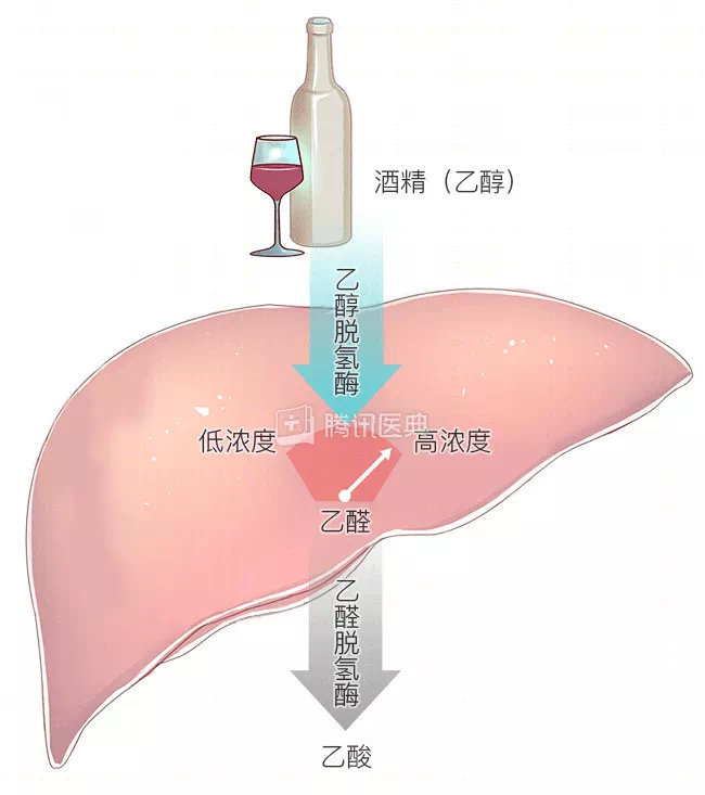 喝酒脸红的人易患癌