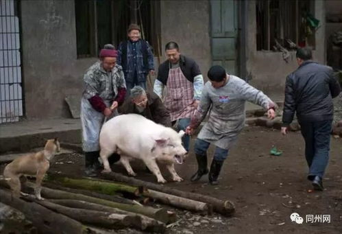 主人杀年猪，狗狗偷吃猪肉被撑死