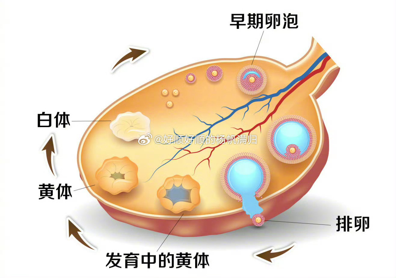 夫妻玩闹时妻子黄体破裂，了解这种妇科急症，妻子黄体破裂，夫妻玩闹时的意外，妇科急症，夫妻玩闹时妻子黄体破裂，夫妻玩闹时，妻子出现黄体破裂，黄体破裂，夫妻玩闹时的风险