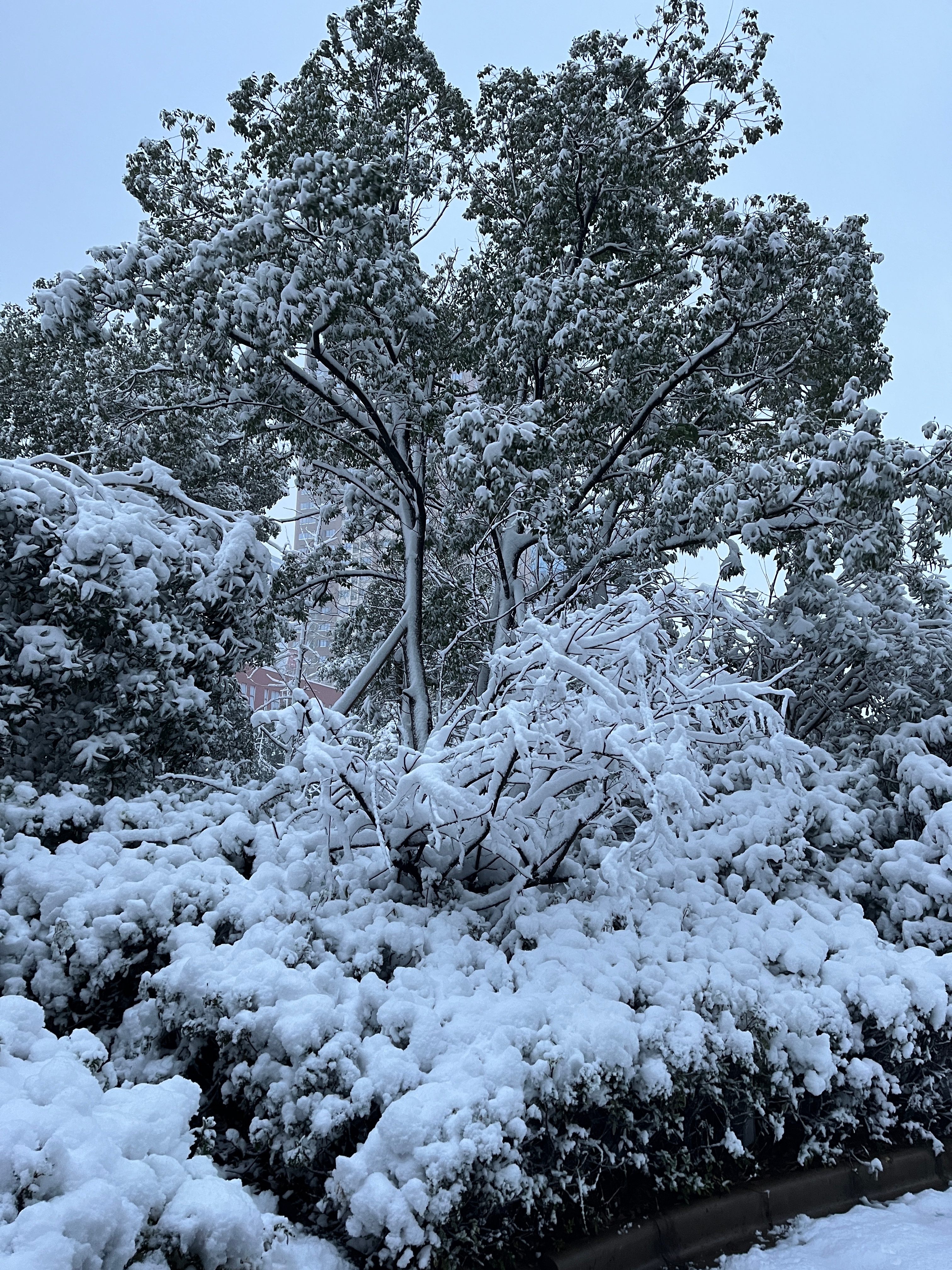 长沙下雪